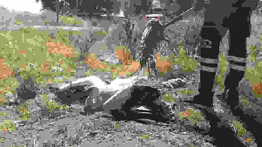 Ayağına ip dolanan leyleği itfaiye ekipleri kurtardı