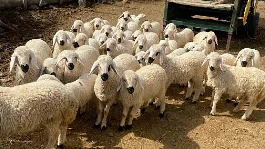 Meraları Şenlendiren Proje, besiciye umut oldu