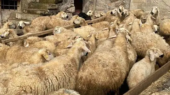 Meraları Şenlendiren Proje, besiciye umut oldu