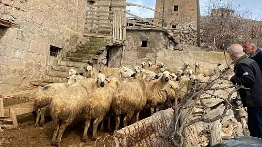 Meraları Şenlendiren Proje, besiciye umut oldu