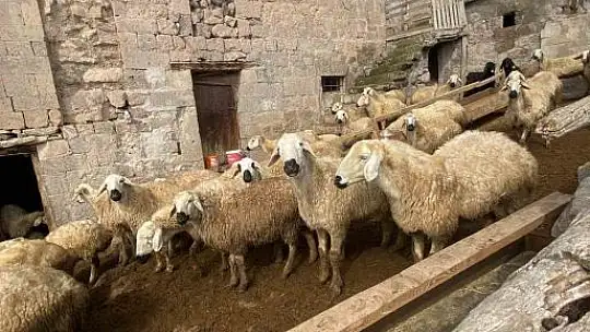 Meraları Şenlendiren Proje, besiciye umut oldu