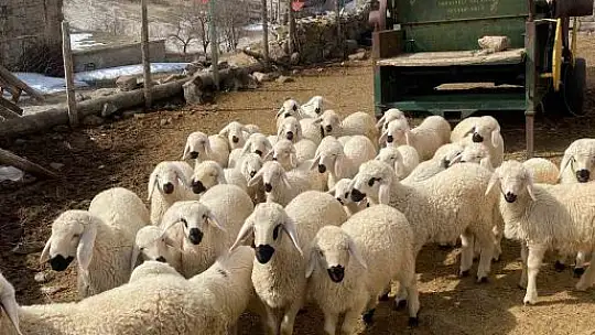 Meraları Şenlendiren Proje, besiciye umut oldu