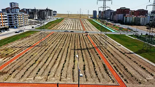 Çolakbayrakdar Lavanta bahçesinin ilk hasadını yaptı