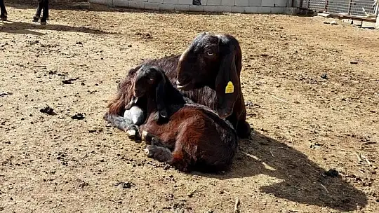 Bir çift keçiden çiftliğe...