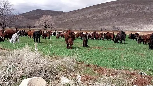 Bir çift keçiden çiftliğe...
