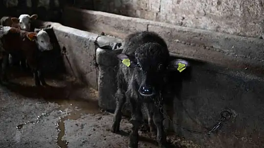 Bu malak diğerlerinden çok farklı