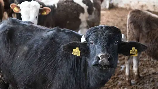 Bu malak diğerlerinden çok farklı
