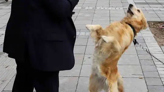 Büyükşehir, 1 yılda 10 bin sokak hayvanına sahip çıktı