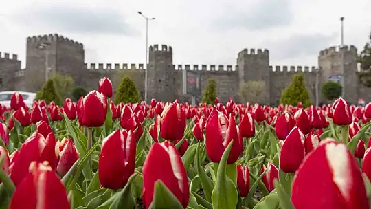 Büyükşehir, ilkbahar ve sonbaharda 2 milyon 960 bin 100 adet çiçek dikecek