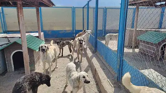 Depremzede hayvanlara Büyükşehir ev sahipliği yapıyor