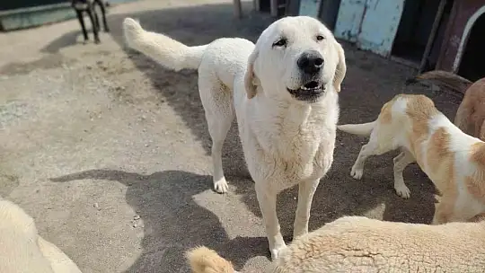Depremzede hayvanlara Büyükşehir ev sahipliği yapıyor