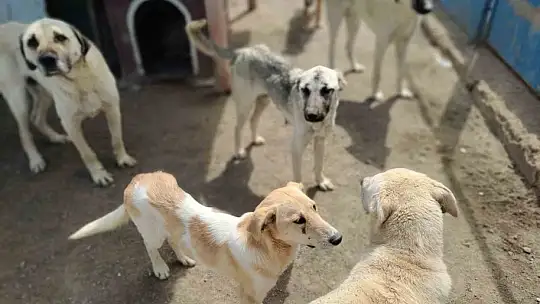 Depremzede hayvanlara Büyükşehir ev sahipliği yapıyor