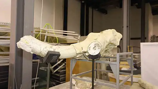 7,5 milyon yıllık fosiller gün yüzüne çıkıyor