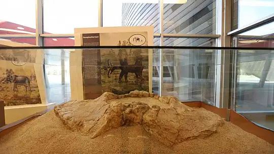 7,5 milyon yıllık fosiller gün yüzüne çıkıyor