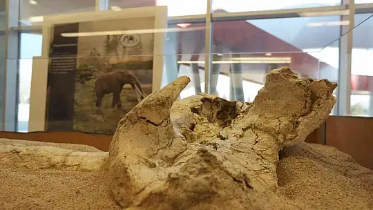 7,5 milyon yıllık fosiller gün yüzüne çıkıyor