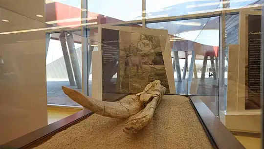 7,5 milyon yıllık fosiller gün yüzüne çıkıyor