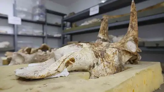 7,5 milyon yıllık fosiller gün yüzüne çıkıyor