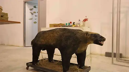 7,5 milyon yıllık fosiller gün yüzüne çıkıyor