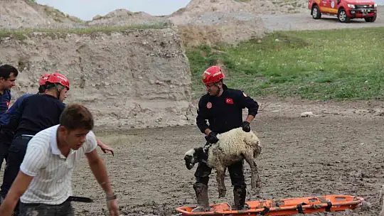 Koyunlar 2 saatte kurtarıldı