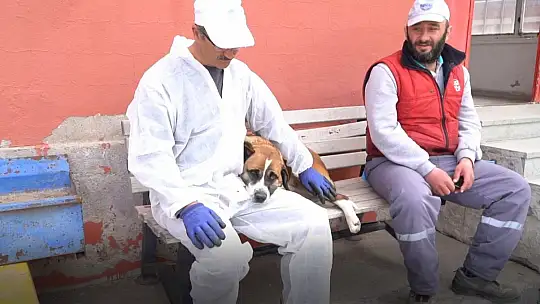 Dilsiz dostlar yeni yuvasına kavuşuyor