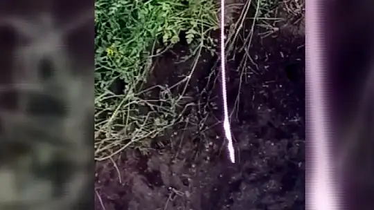 Mahsur kalan kaplumbağalar kurtarılmayı bekliyor