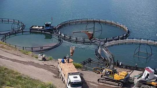 Kayseri'de Türk somonu hasadı başladı