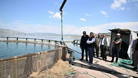 Kayseri'de Türk somonu hasadı başladı