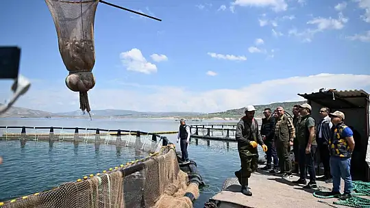 Kayseri'de Türk somonu hasadı başladı