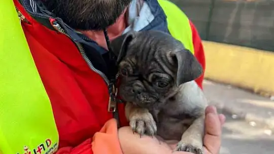Depremden etkilenen hayvanların yaraları sarıldı