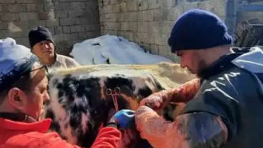 Depremden etkilenen hayvanların yaraları sarıldı