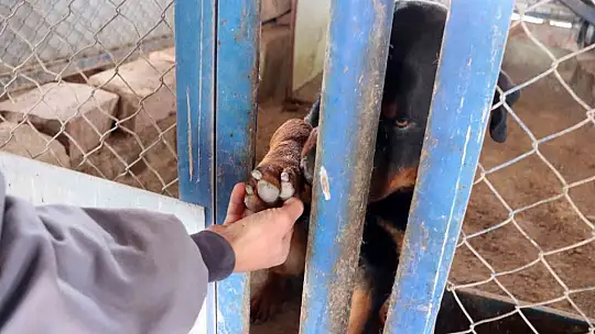 Kayseri'ye getirilen depremzede köpekler rehabilite ediliyor