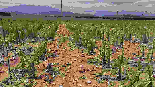 Dolu yağışı, çiftçinin bir yıllık emeği ve alın terini götürdü