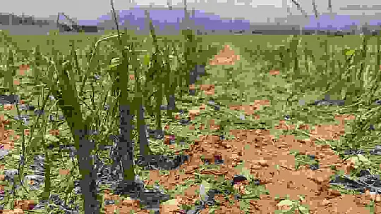 Dolu yağışı, çiftçinin bir yıllık emeği ve alın terini götürdü