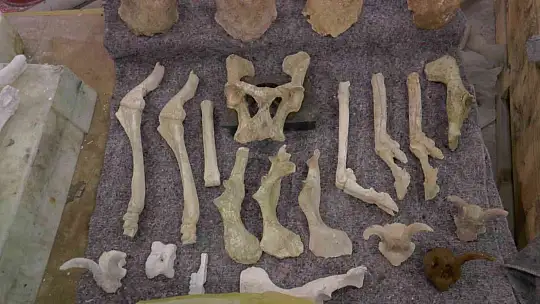 Dursun: 'Kızılırmak havzasında günümüzde olmayan türlerin varlığını görüyoruz'