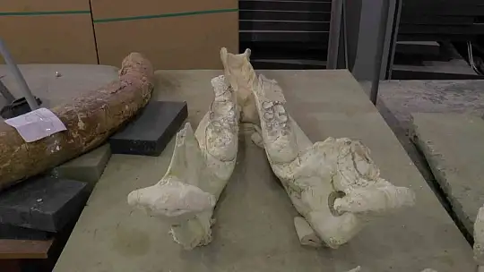 Dursun: 'Kızılırmak havzasında günümüzde olmayan türlerin varlığını görüyoruz'