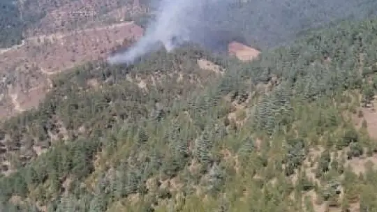 Feke'de orman yangını