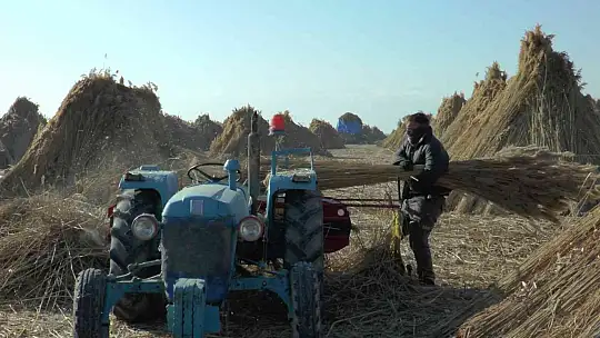 Gelmeyen kış kamışı da vurdu