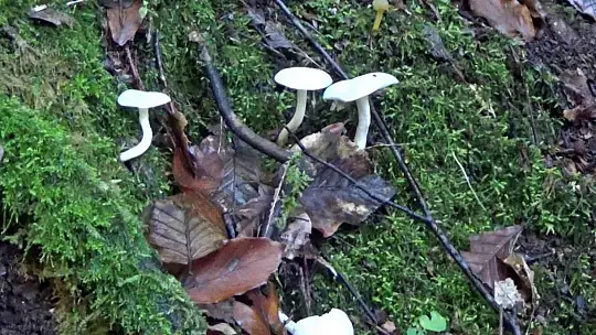 Güzel görünen mantarlara aldanmayın