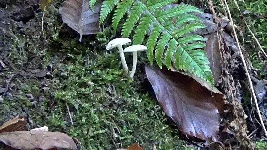 Güzel görünen mantarlara aldanmayın