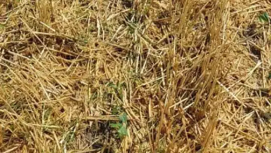 Çiftçiyi sevindiren haber...