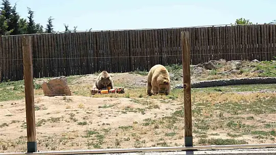 Hayvanat bahçesindeki hayvanlar buzlu meyve kokteyli ile serinliyor