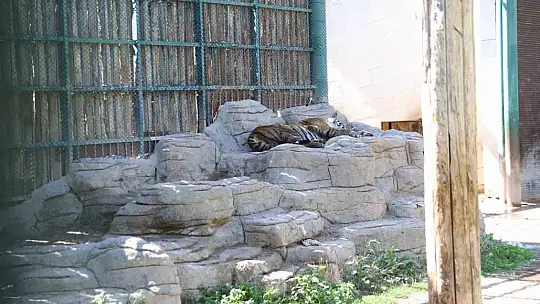 Hayvanat bahçesindeki hayvanlar buzlu meyve kokteyli ile serinliyor