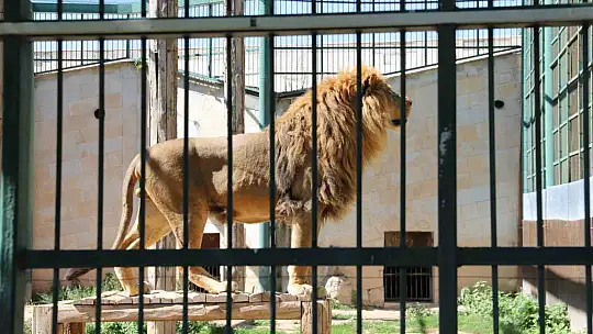 Hayvanat bahçesindeki hayvanlar buzlu meyve kokteyli ile serinliyor