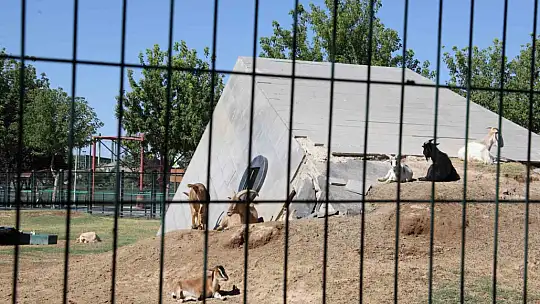 Hayvanat bahçesindeki hayvanlar buzlu meyve kokteyli ile serinliyor