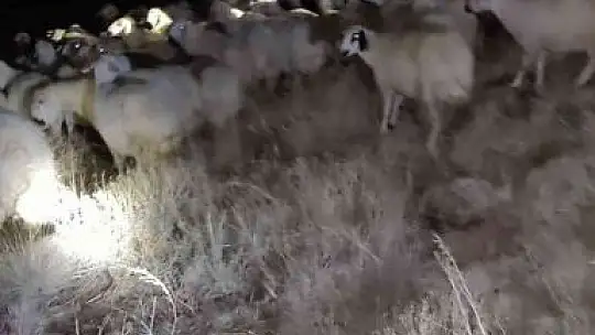 Jandarma kaybolan 45 küçükbaş hayvanı buldu