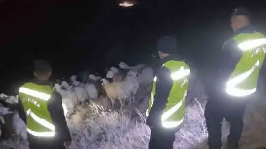 Jandarma kaybolan 45 küçükbaş hayvanı buldu