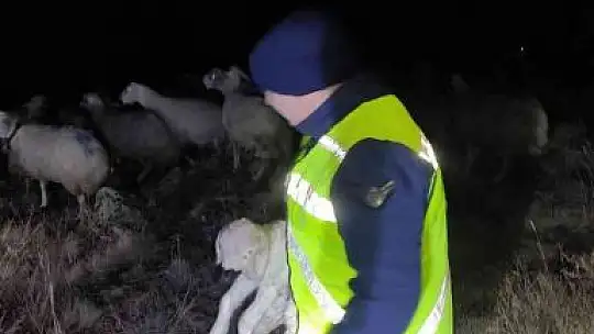 Jandarma kaybolan 45 küçükbaş hayvanı buldu