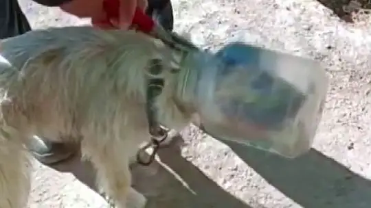 İtfaiye, kafası bidona sıkışan köpeği kurtardı