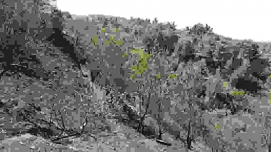 Kahramanmaraş'ta yanan 15 hektar alan dron ile görüntülendi