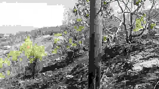 Kahramanmaraş'ta yanan 15 hektar alan dron ile görüntülendi